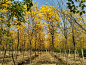 这是黄花风铃木，属于落叶乔木类。很喜欢它的叶子。希望你们也喜欢。