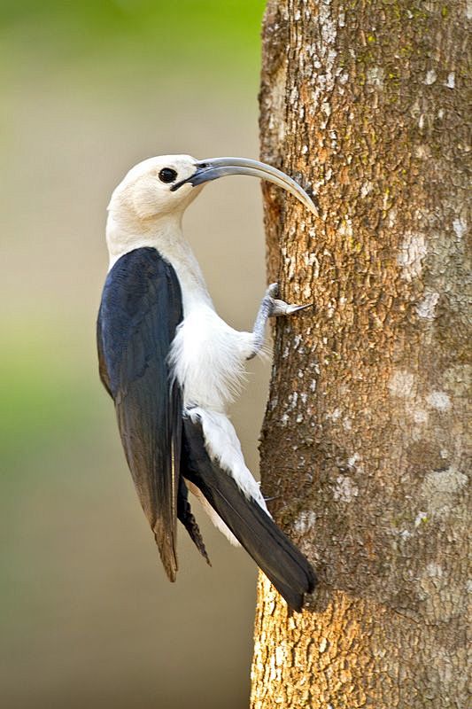 Sickle-Billed Vanga ...