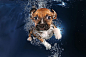 可爱的水下小狗系列 http://www.ownlike.com/underwater-puppy-photography-seth-casteel.html