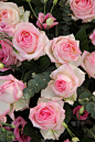 玫瑰,lisianthus,中心装饰品,婚礼,粉色,垂直画幅,夏天,仅一朵花,花束,植物