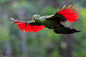 绿冠蕉鹃 Tauraco persa 鹃形目 蕉鹃科
The Royal Red flight of the Knysna Turaco by Chris Petersen on 500px