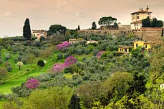 Forte di Belvedere在意大利佛罗伦萨，拍摄于米开朗基罗广场在一个春日紫色的花树。意大