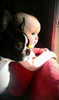 Boston and Baby - @bikky | Animals - Dogs - Domestic | Pinterest