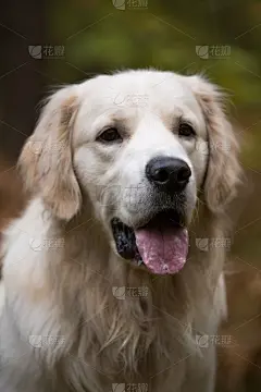 秋天,黄色,背景,金毛寻回犬,进行中,叶子,垂直画幅,美,公园,美人