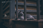 猫  二胖 吃货的猪仔  绝世杰摄影
