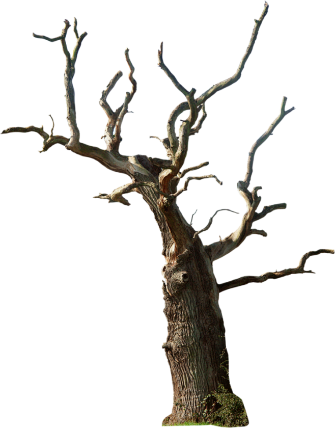 枯树大树PNG免抠图片万圣节的树 树干