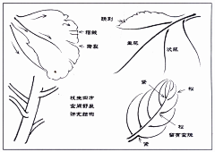 今天晶采集到国画花鸟