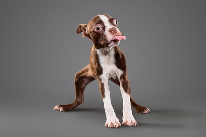 bigyawnfromalittlepuppynovascotiaducktollingretriever