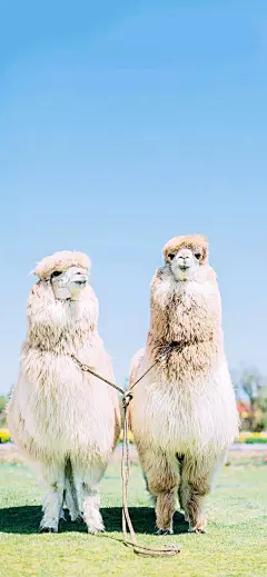 精选壁纸 |  好好生活，慢慢相遇！