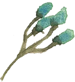 水彩手绘唯美花卉花朵植物卡片邀请函图案PNG免抠PS平面设计素材
