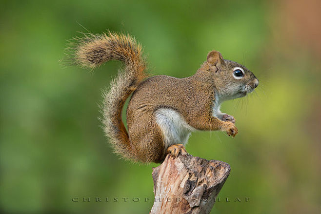 SQUIRREL by CHRISTOP...