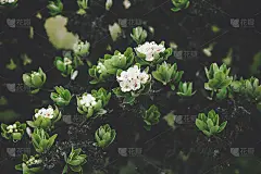 白花树美丽的春天季节近距离观看