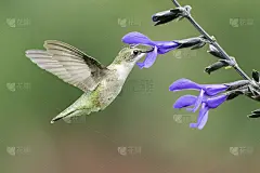 蜂鸟正在深吸紫色紫堇花