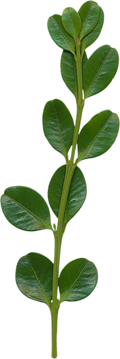 假如鱼流泪采集到植物