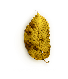 Super灬_Hero采集到PNG-特效-秋天植物