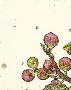 插画丨美在角落里，与世无争-资讯-蓝铅笔