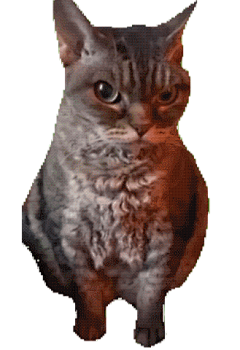 猫meme图片大全-猫meme高清好看的图片--花瓣用户nv4P6J7H的画板