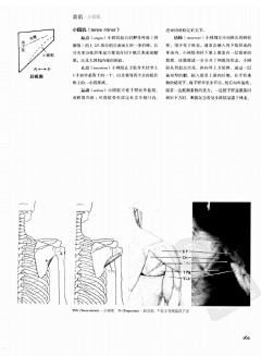 殇舞采集到艺用人体解剖