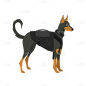 矢量风-动物插画-警犬