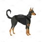 矢量风-动物插画-警犬