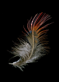 Feathers : Visit the post for more.