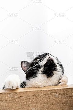 顽皮的小猫抬头看了看，嗅了嗅。垂直海报与复制空间。