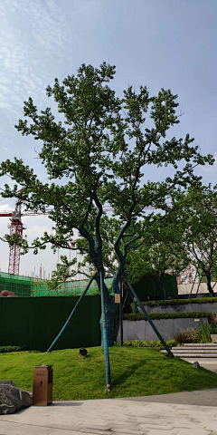 Kano·川页采集到A-3植物种单体