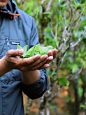 茶叶知识 | 100年以上的茶树才叫古树茶 - 小红书