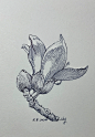 【钢笔画】1️⃣1️⃣4️⃣木棉花 - 小红书