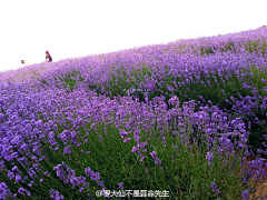 隋木木采集到花田