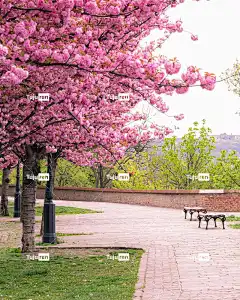 樱花 灯柱 吸引力 背景 盛开 美丽的壁纸 开花的树 花壁纸