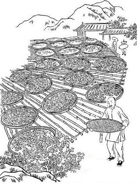 图解岩茶的制作工艺（工序最多的茶类）