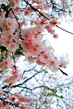 雨ˋ滴滴答答采集到❀. ．•°花系꧂