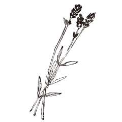 抢名字采集到植物素材