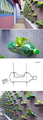 废物利用的好创意：雪碧瓶里种植青菜！