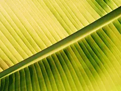 植物绿叶绿色护眼高清壁纸桌面壁纸1