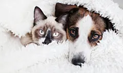 点击来源直接获取大图文件 |白色格子布下的猫和狗在一起