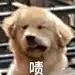 沙雕表情包 每张表情都戳中笑点
