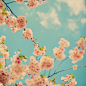 [活动]那些花儿