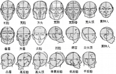 八火鸟采集到头部画法