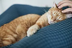 点击来源直接获取大图文件 |A beautiful ginger cat in the arms of its owner. Taking care of pets. Front view.