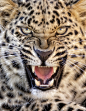 bigcatphotos UK在 500px 上的照片Ready to be scared?