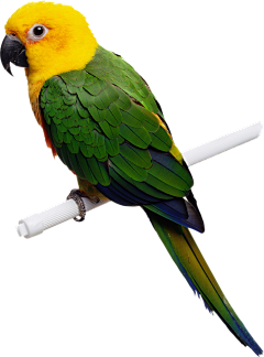 酸菜阿果采集到动物png