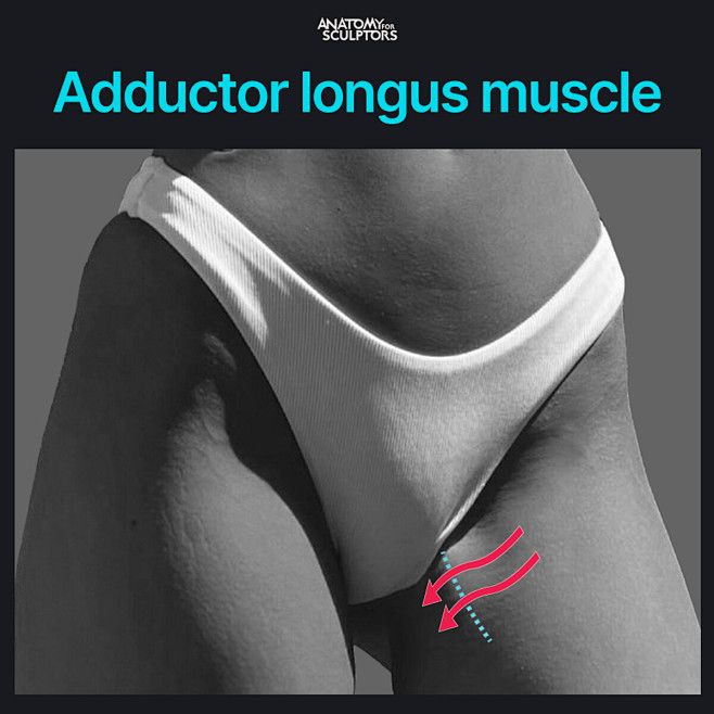 Adductor longus musc...