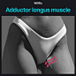 Adductor longus muscle