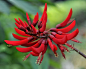 #���瓣花语录#龙牙花，学 名： Erythrina corallodendron L. 别 名： 象牙红。科 属： 豆科刺桐属 。类 别： 灌木或小乔木 ，灌木或小乔木，高可达4米。枝上有刺。龙牙花花语:祝福你！