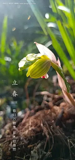 源文件下载【地产立春节气海报】编号：20230119122040894