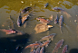 Carps