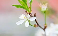 娇艳欲滴的花海电脑桌面壁纸