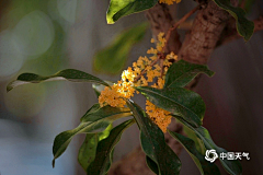 红伞伞ㅤ采集到花花